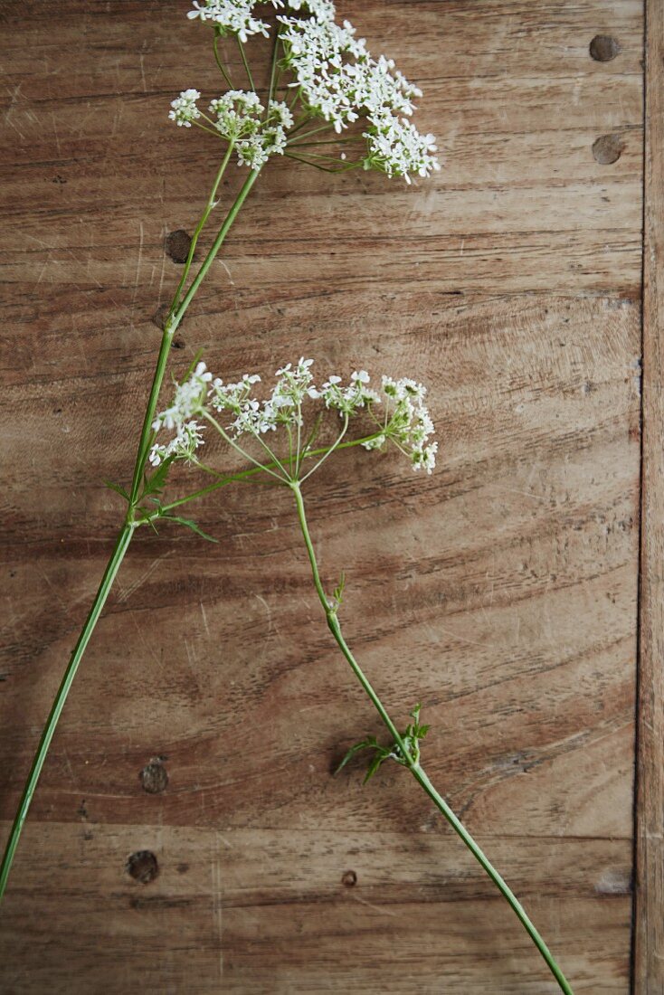 Two sprigs of cow parsley arranged on wooden surface