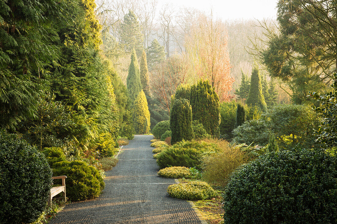 Path leading through trees, bushes and shrubs in green garden