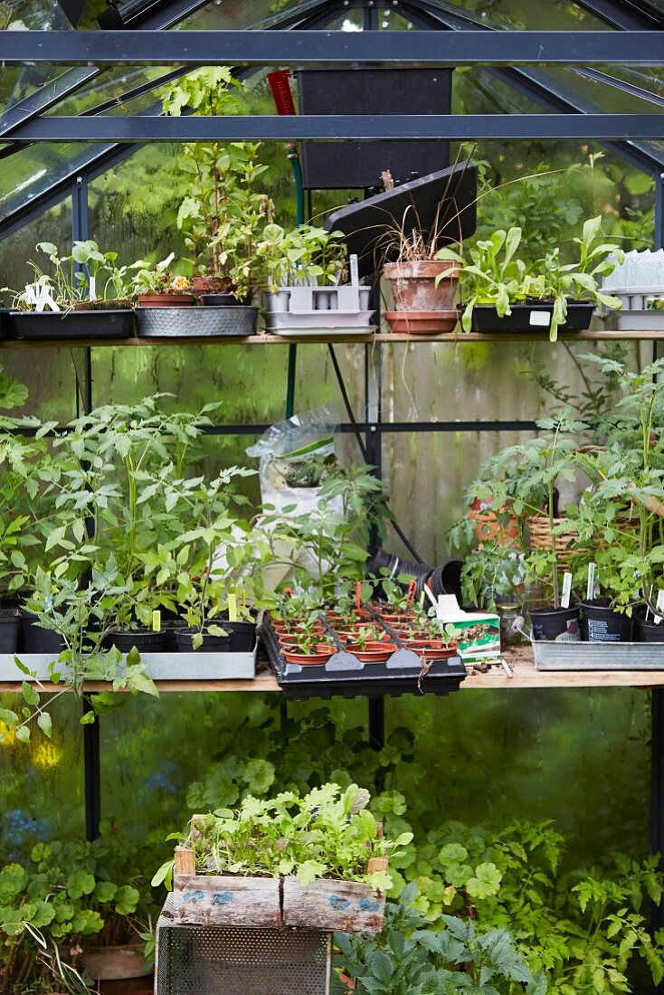 Gewächshaus mit Setzlingen und verschiedenen Pflanzen