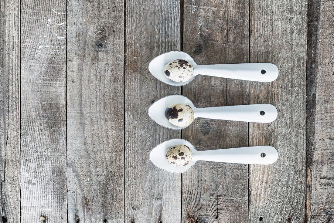 Quail eggs on three metal spoons on weathered wooden surface