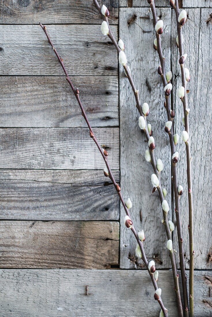 Branches of pussy willow on weathered wooden boards