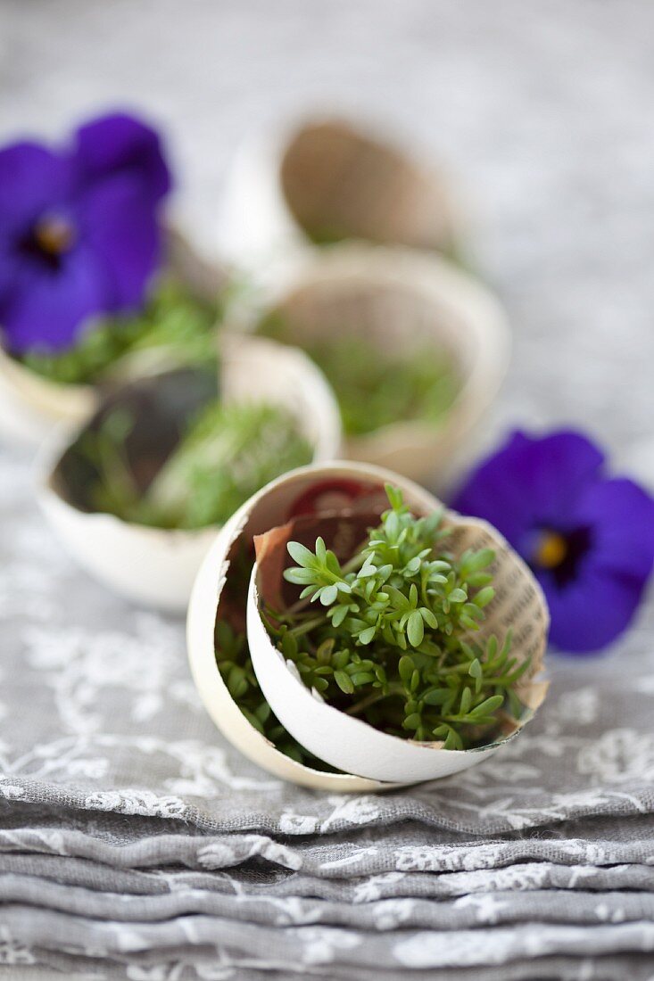 Cress in egg shells lined with newspaper