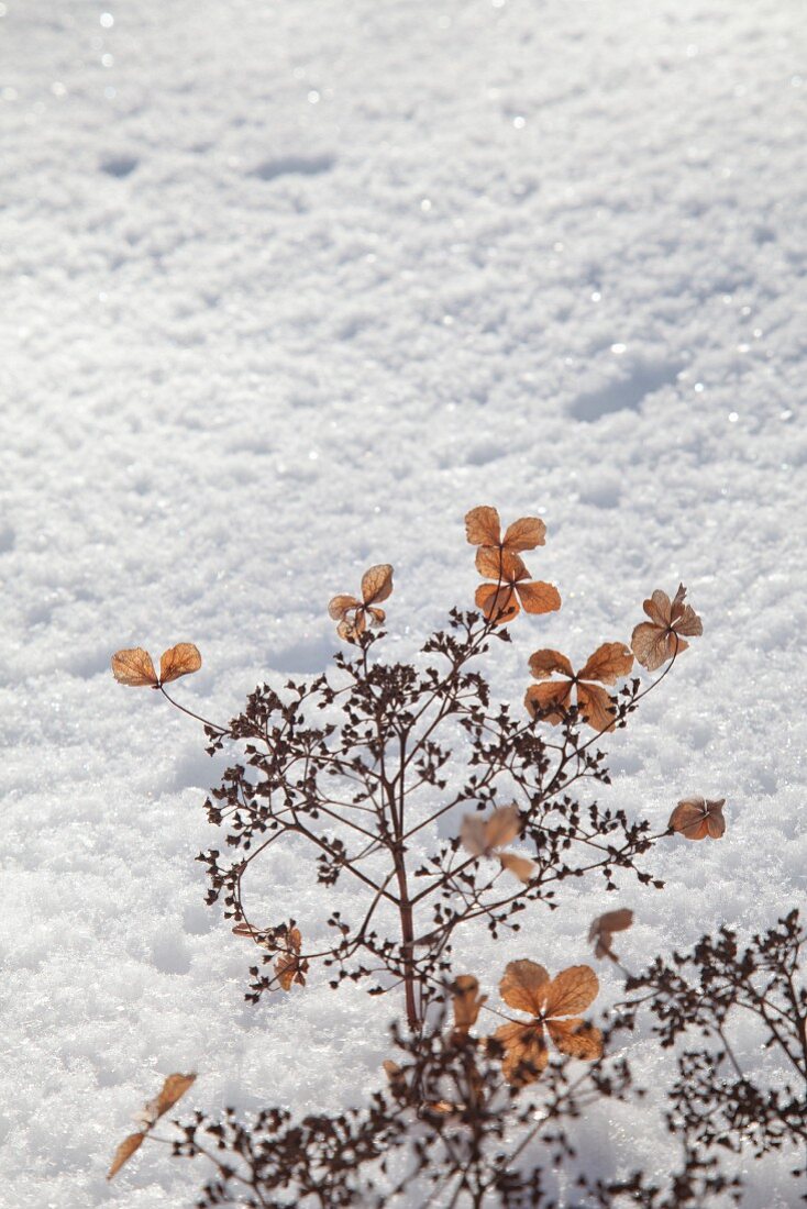 Getrocknete Hortensiendolde im Schnee