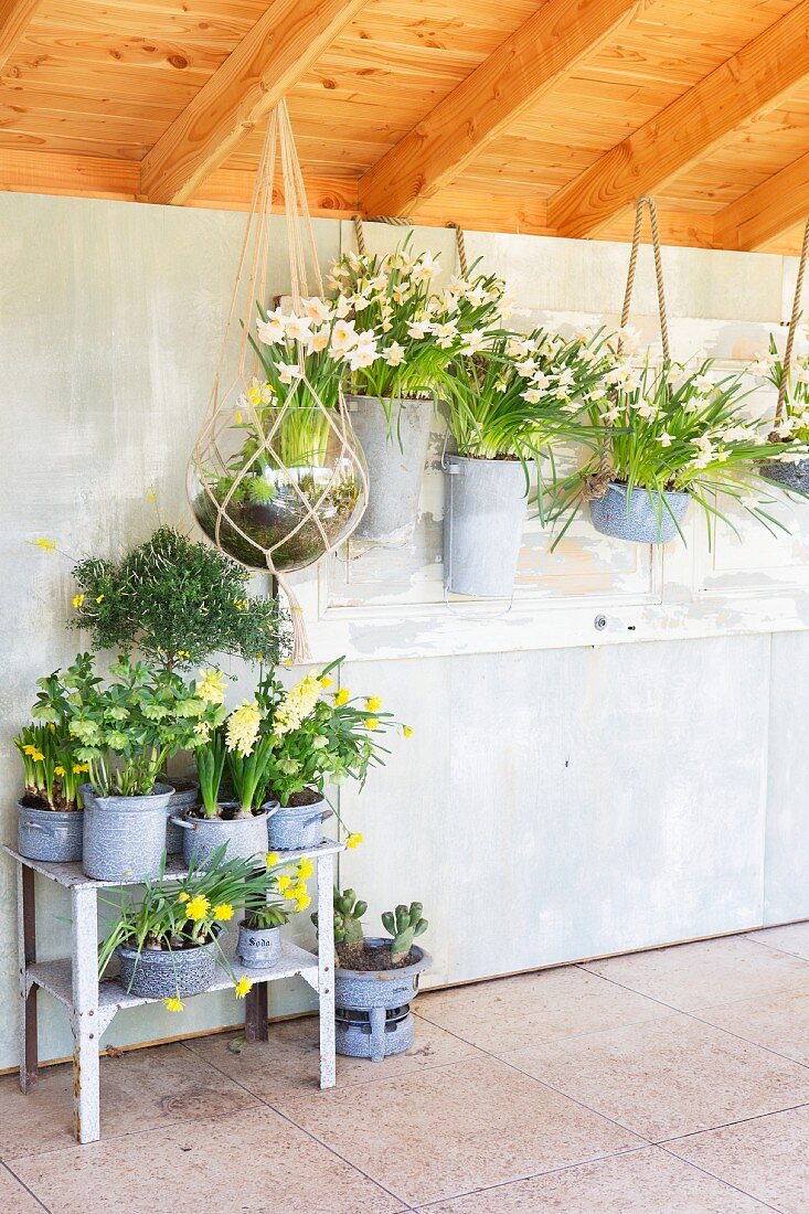 Spring flowering plants in hanging baskets and vintage pots in summer house