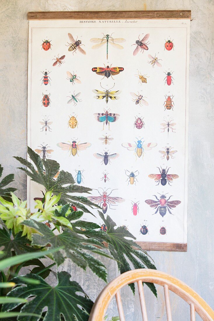 Vintage wall chart with illustrations of insects