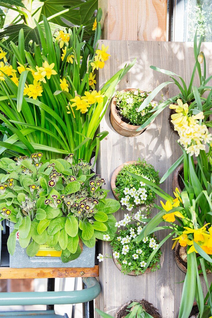 Vintage arrangement of spring-flowering plants