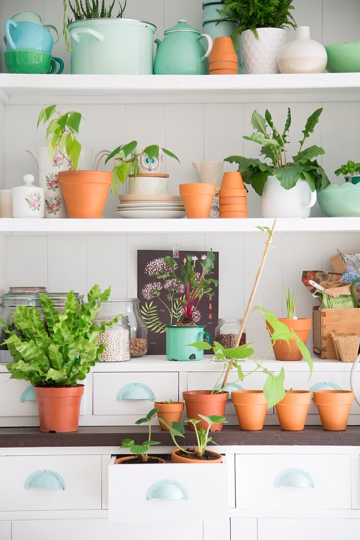 Various pots, terracotta pots and plant on white shelves
