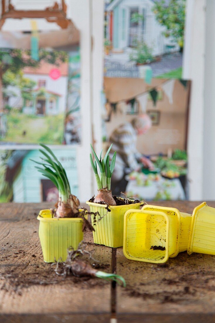 Narcissus bulbs in yellow plastic pots on wooden surface