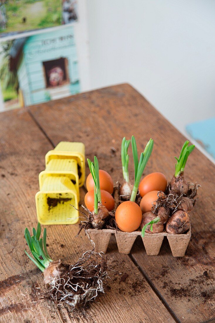 Easter arrangement of eggs and narcissus bulbs in recycled paper seed tray