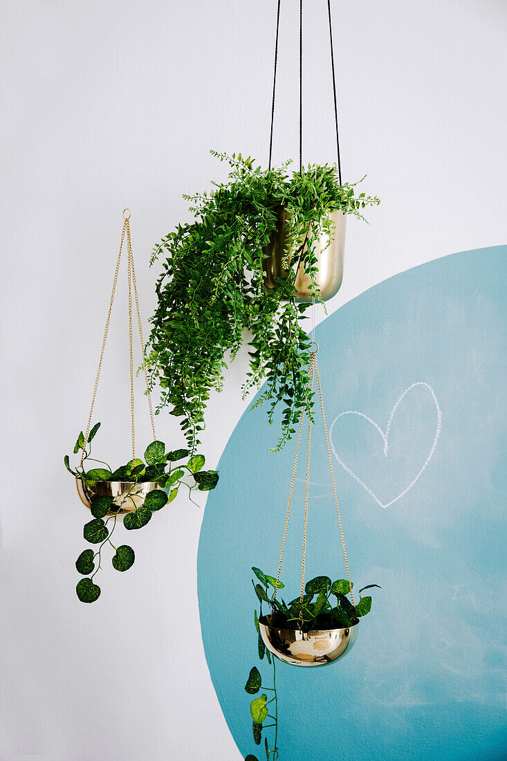 Hanging plant hanging baskets against a wall with a blue circle