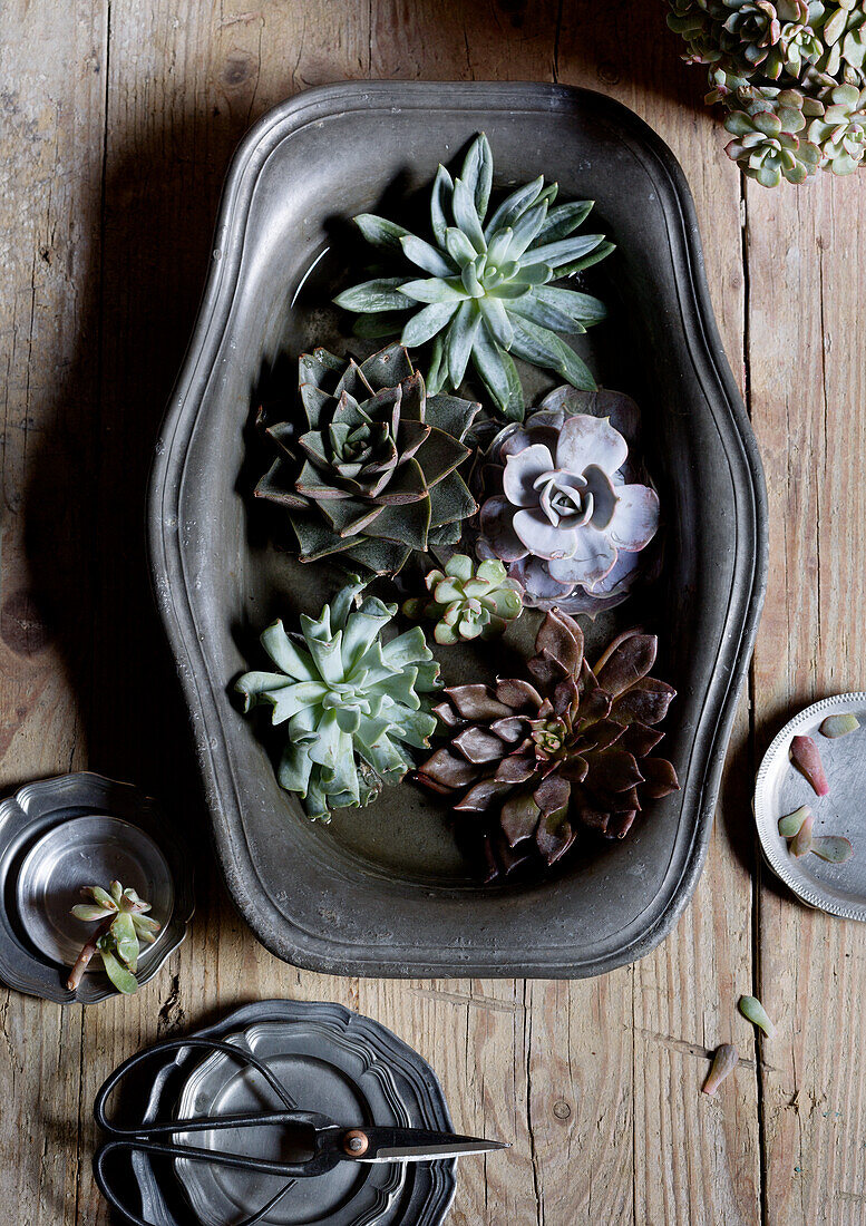 Various succulents floating in pewter dish