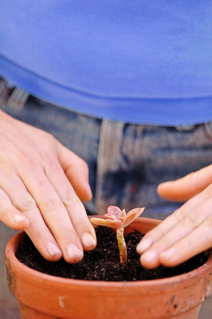Hände pflanzen Sukkulentenableger in einen Terracottatopf mit Erde