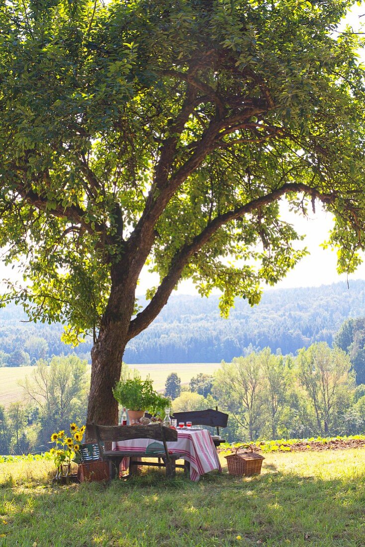 Picknick im Grünen unter Apfelbaum mit sonnigem Landschaftsblick