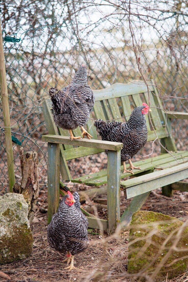 Hühner auf Vintage Gartenbank in Freilandhaltung