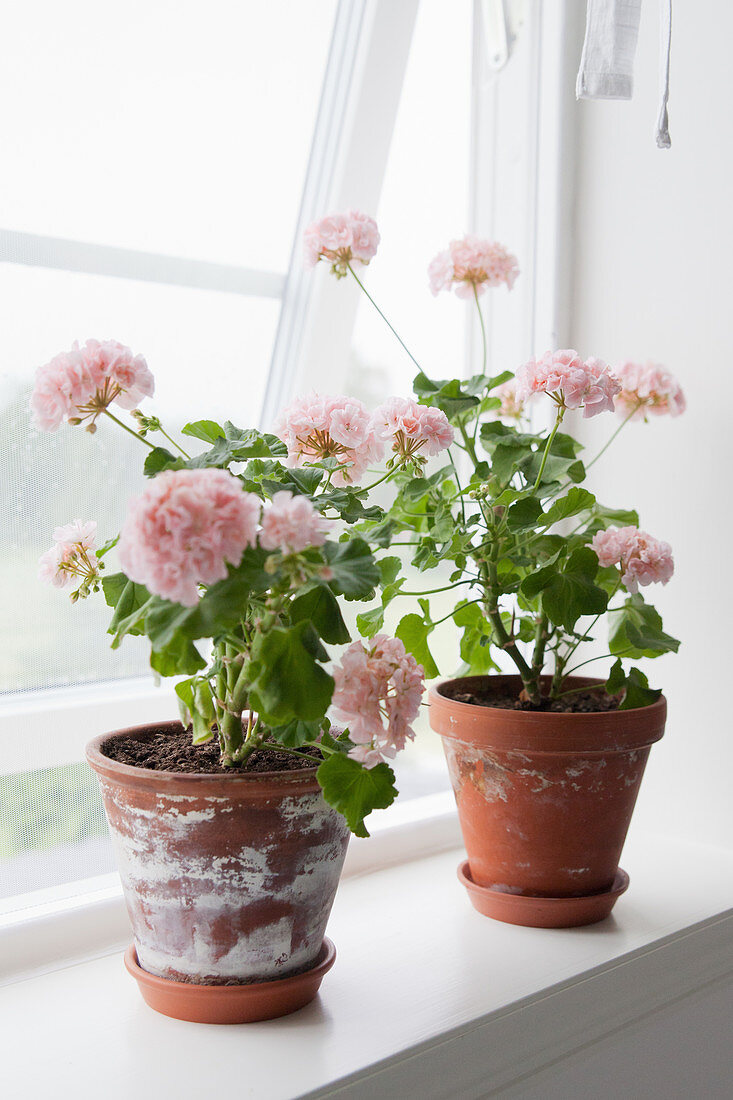 Two potted pink geraniums on windowsill