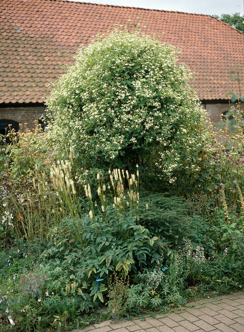 Clematis paniculata