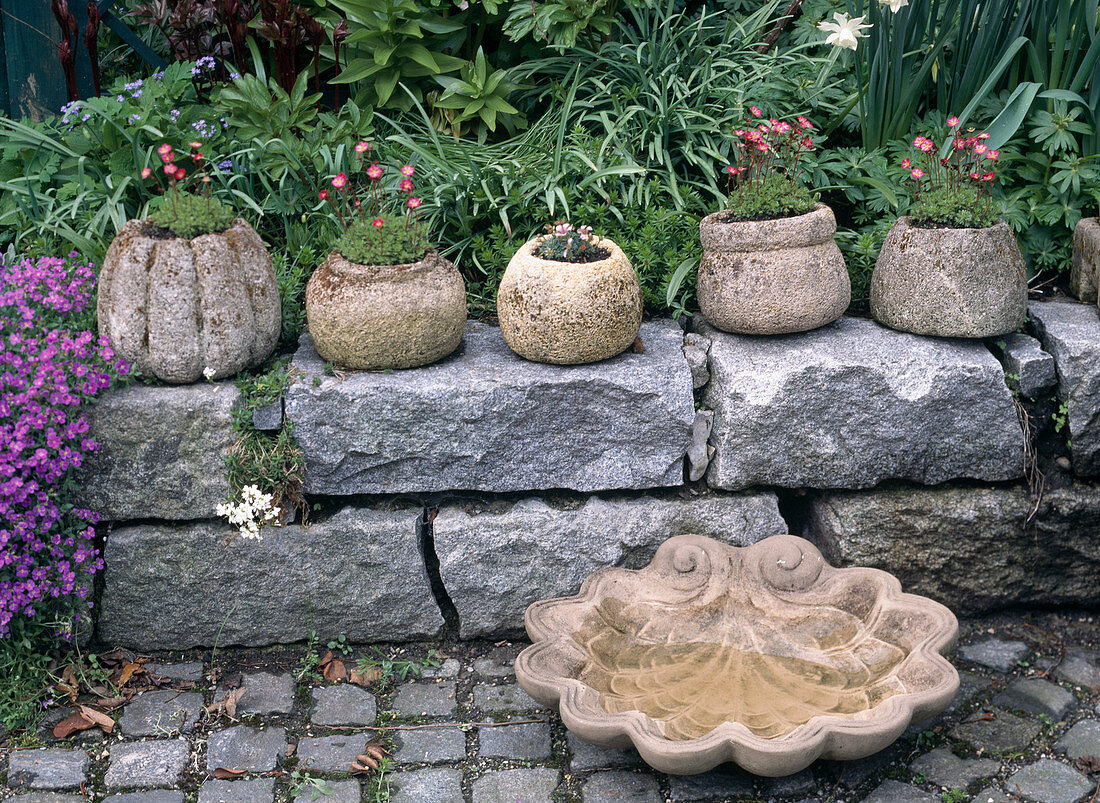 Mit Saxifraga bepflanzte Tröge