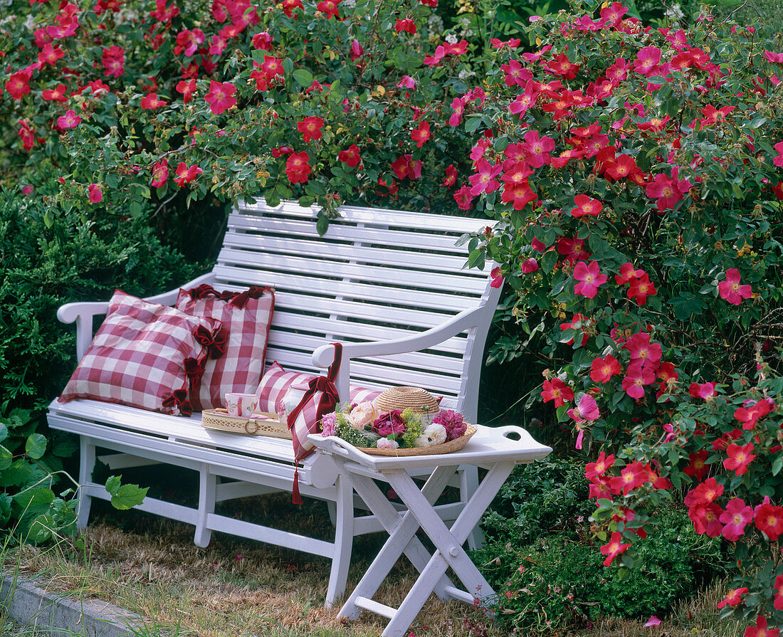 French garden bench with Rosa gallica 'Scarlet Glow'