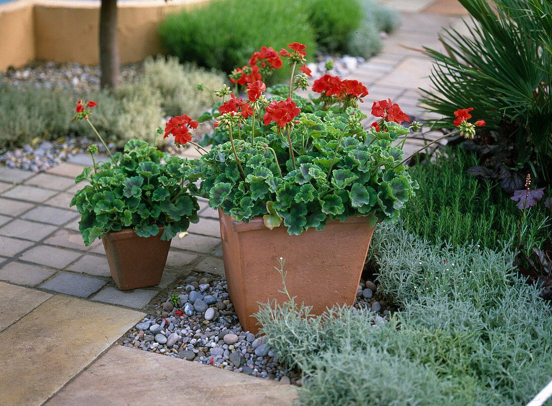 Pelargonium-Hybr.