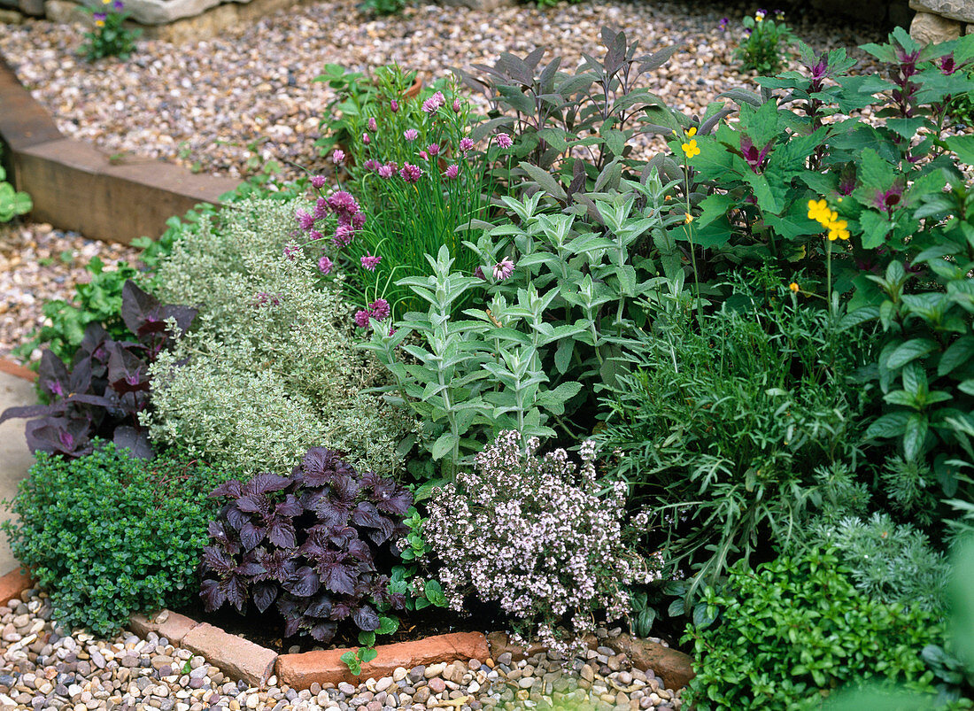 Herb bed, thyme, basil, chives, sage
