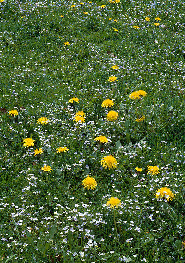 Meadow with dandelions and Veronica