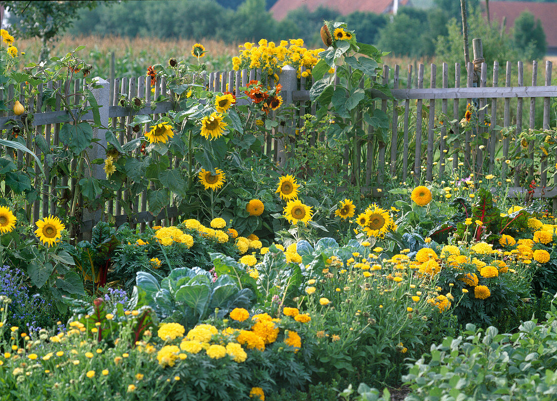 Bauerngarten mit Helianthus (Sonnenblumen)