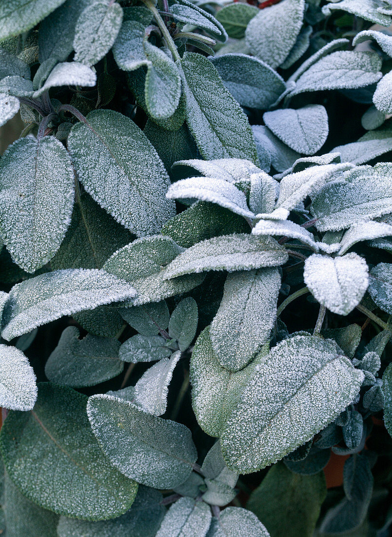 Salvia officinalis 'Berggarten' / Salbei