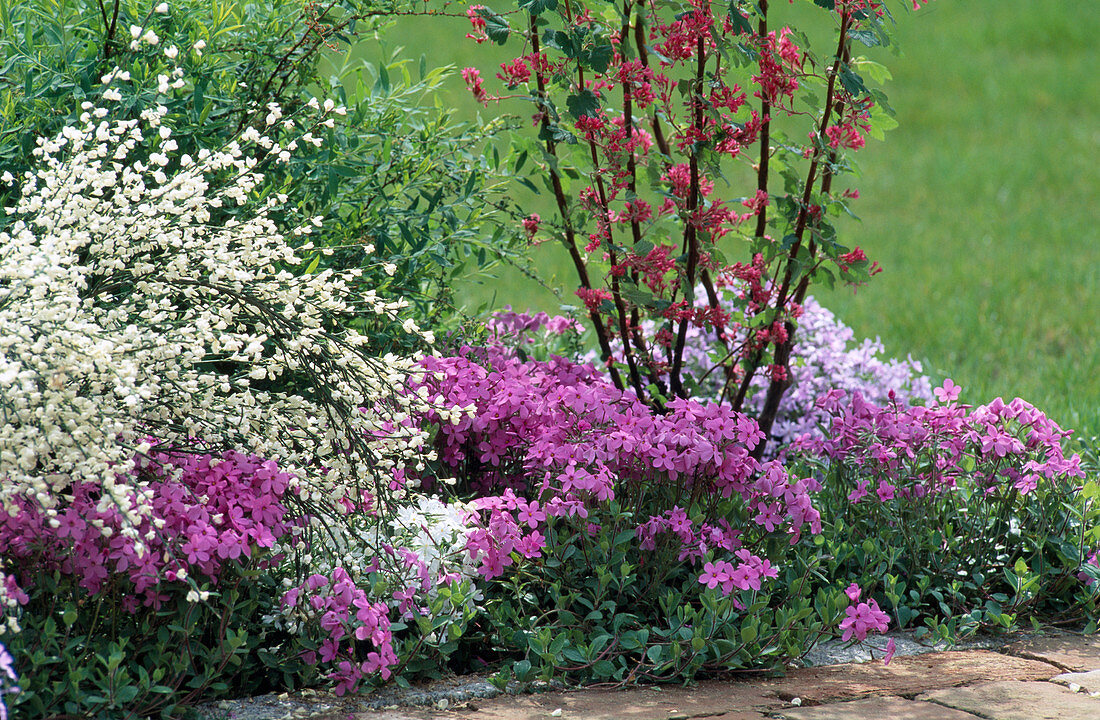 Phlox stolonifera 'Home Fire'