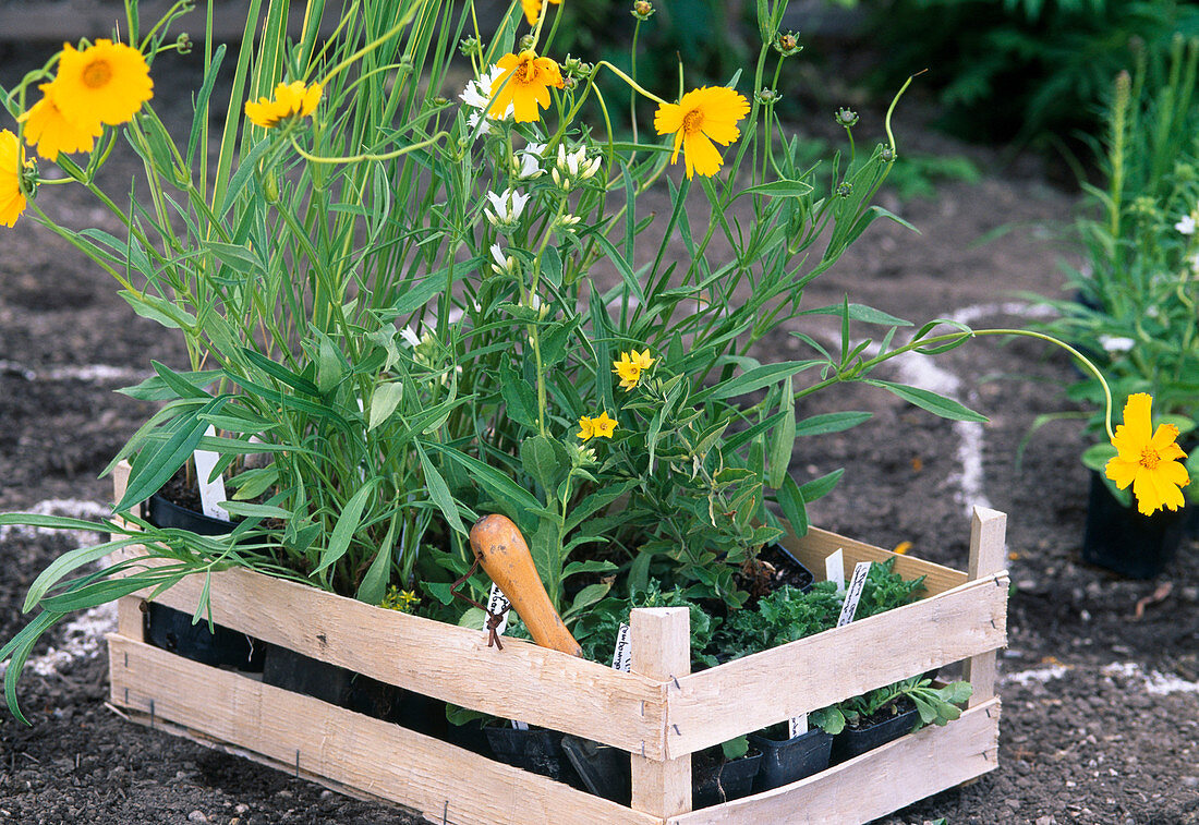 Create a perennial flowerbed