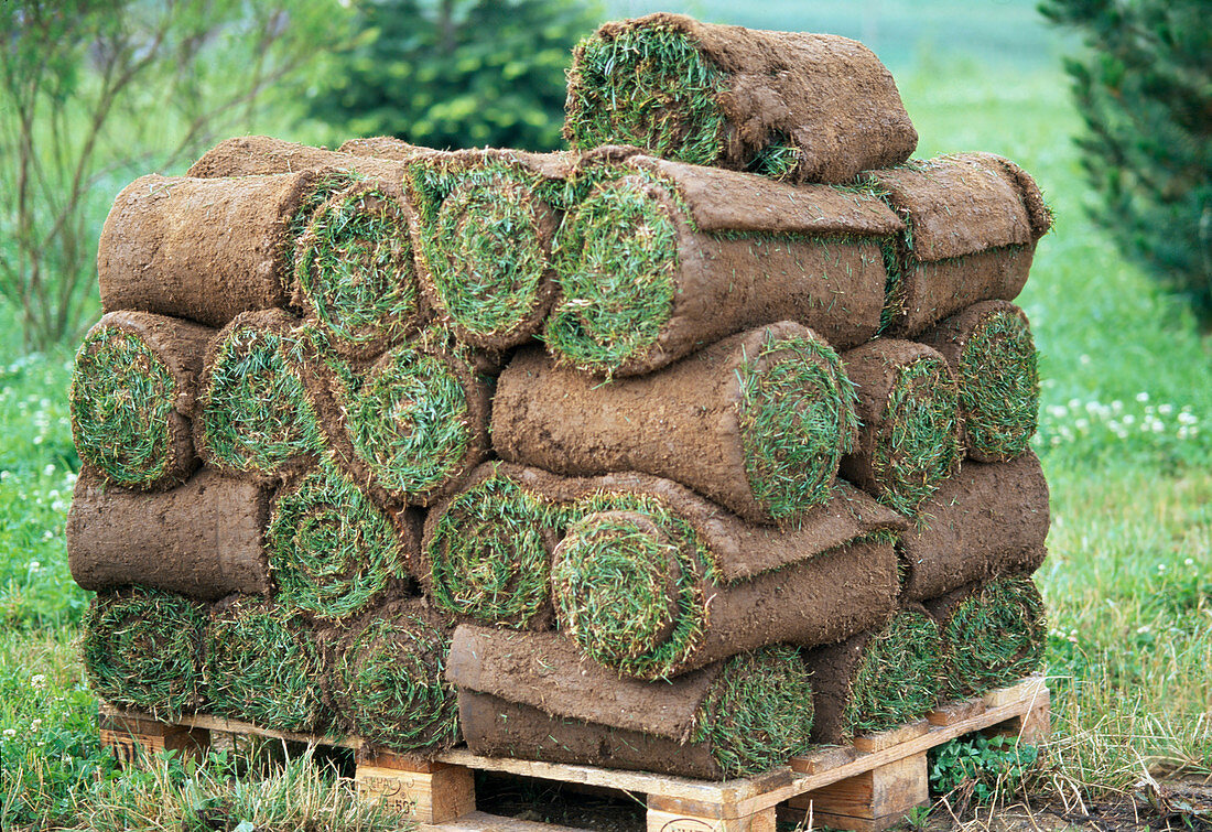 Delivery of turf