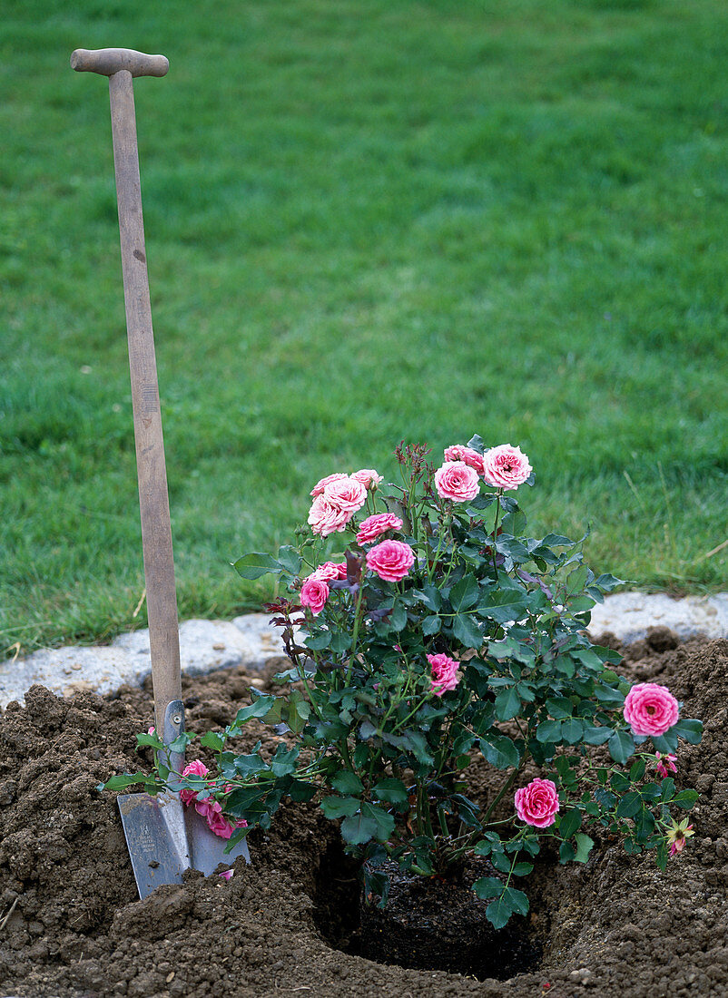 Plant container rose