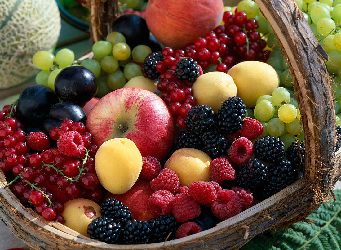 Korb mit Obst: Johannisbeeren, Pflaumen, Aprikosen, Äpfel, Brombeeren