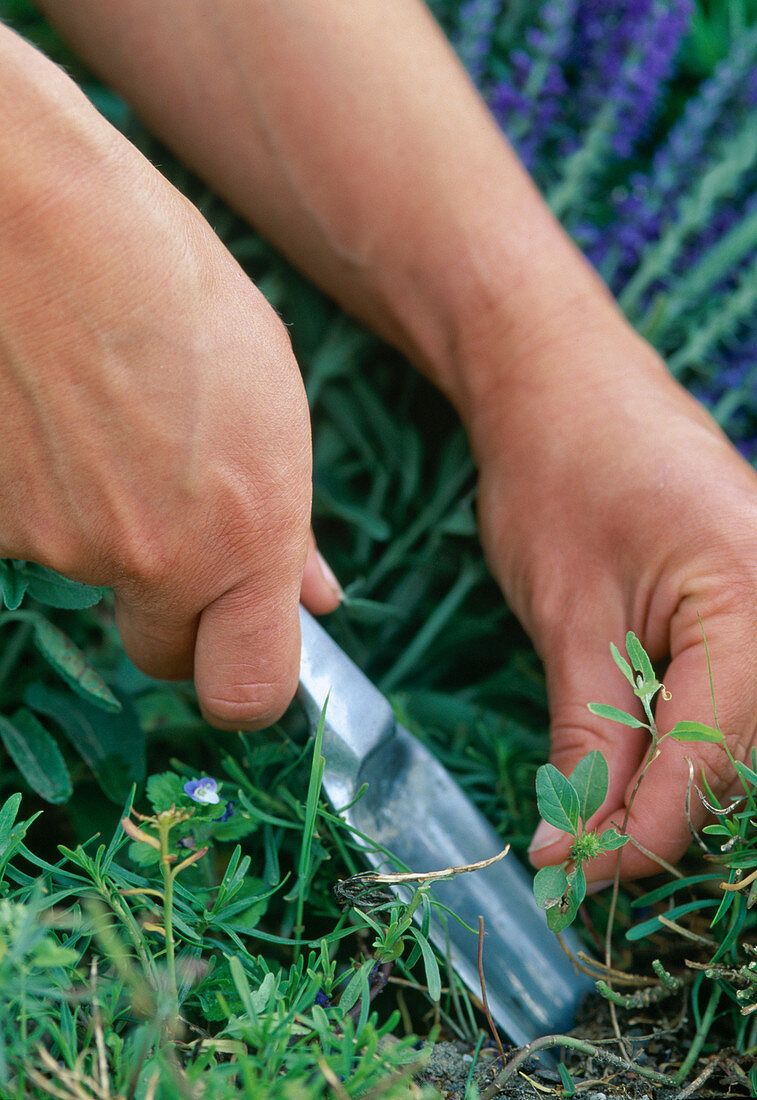 Remove weeds regularly from the perennial flowerbed