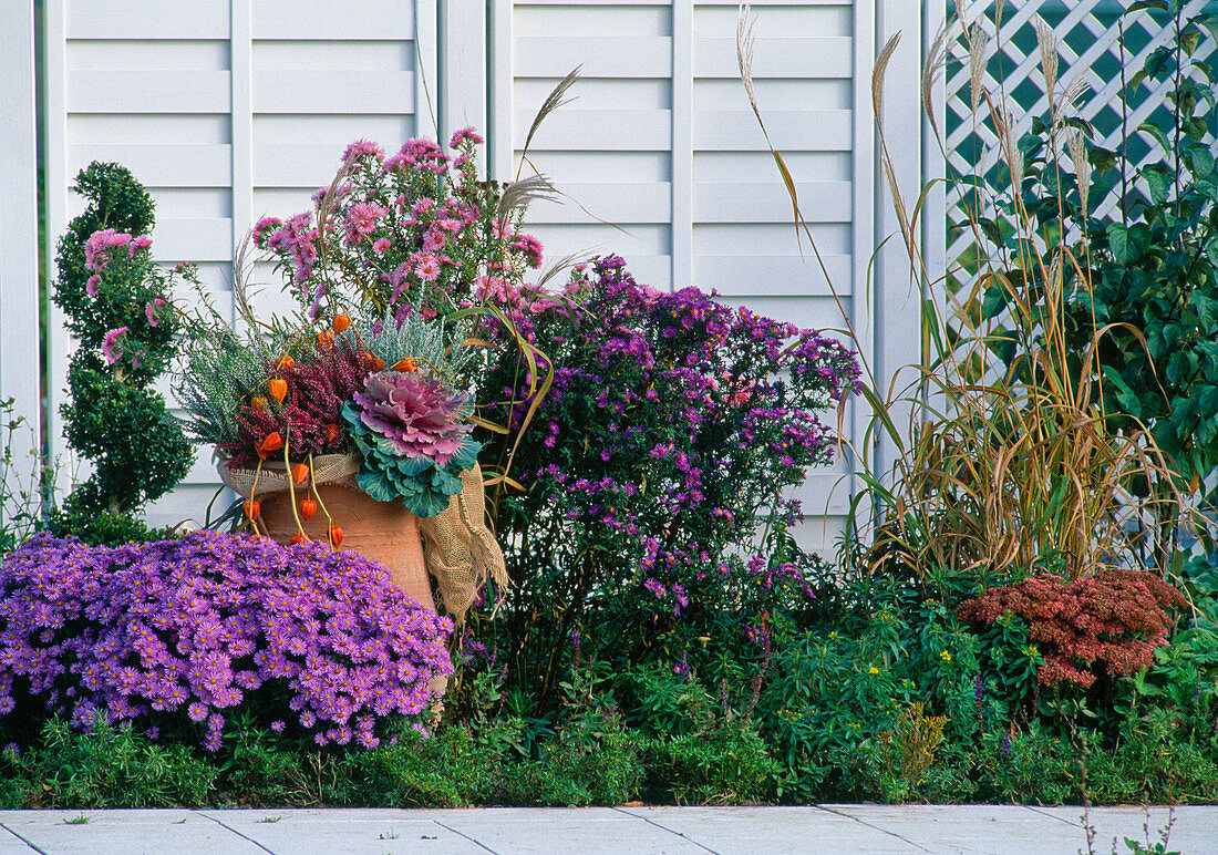 Flowerbed in autumn with Malus, Buxus, Aster dumos 'Prof. Kippenberg'