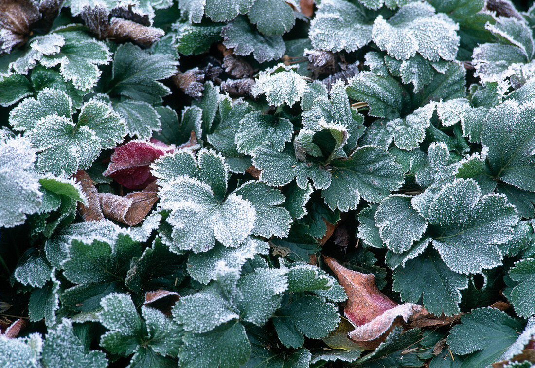 Waldsteinia ternata (Waldsteinie) im Rauhreif