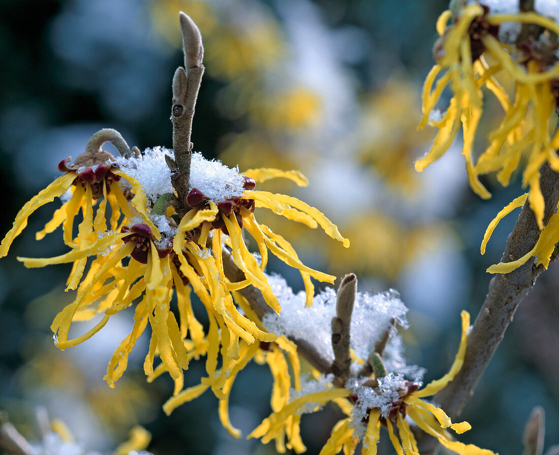 Hamamelis / Zaubernuß mit Schnee