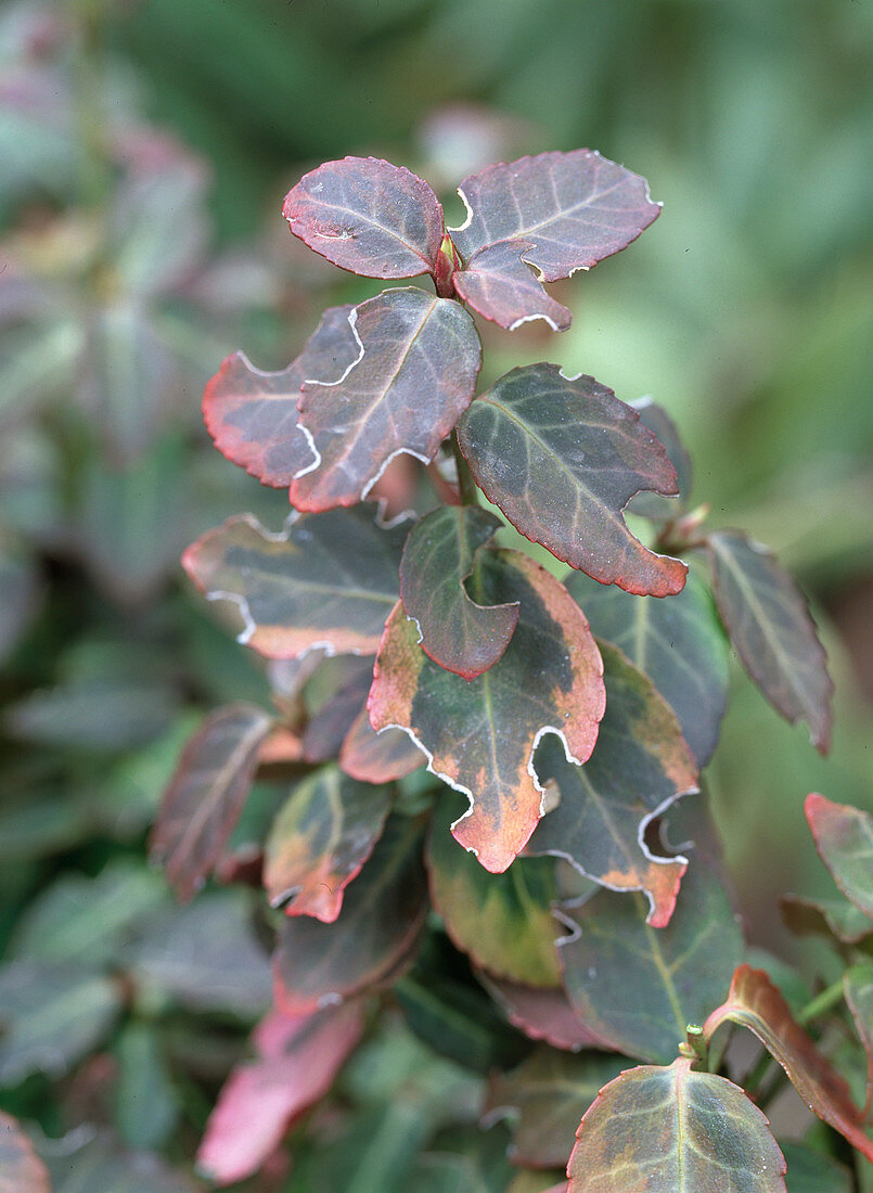 Feeding damaged from the weevil to Euonymus 'Emerald'