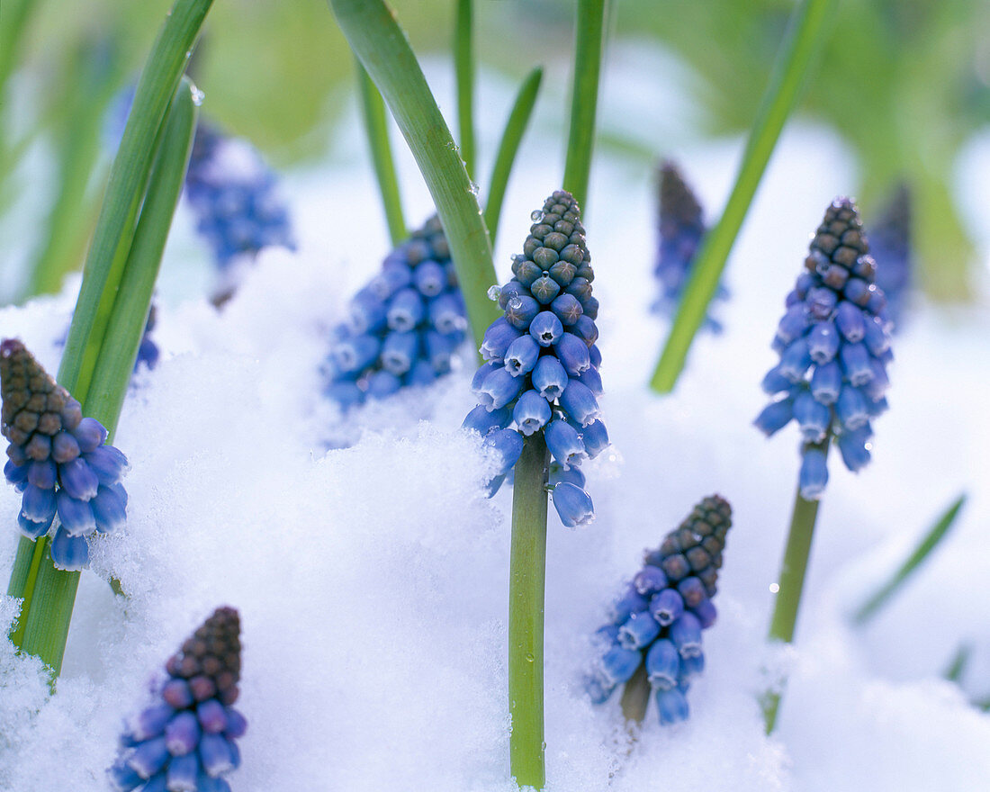 Muscari armeniacum (grape hyacinth) in the snow