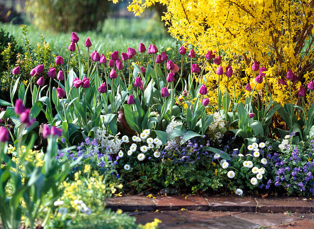 Tulipa 'Negrita' / Tulpen, Hyacinthus / Hyazinthen, Bellis / Tausendschön