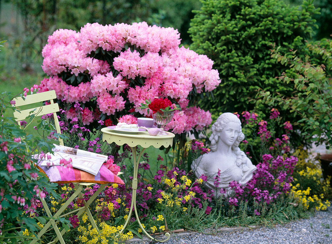 Rhododendron yakushimanum 'Polaris', Erysimum 'Bowles Mauve'