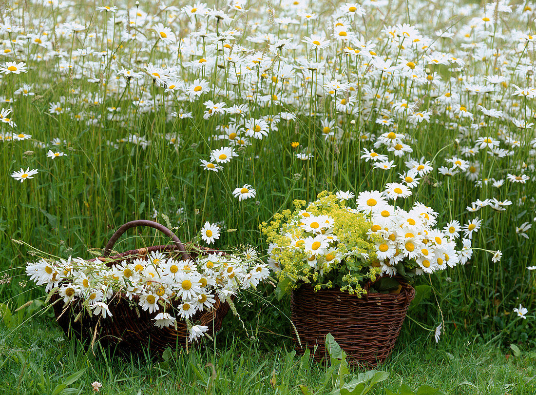 Leucanthemum / Frühlingsmargeritenwiese, -körbe, Alchemilla / Frauenmantel