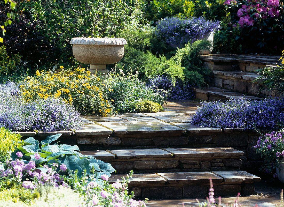 Treppe mit Lobelia / Männertreu und Bidens / Goldmarie, Hosta