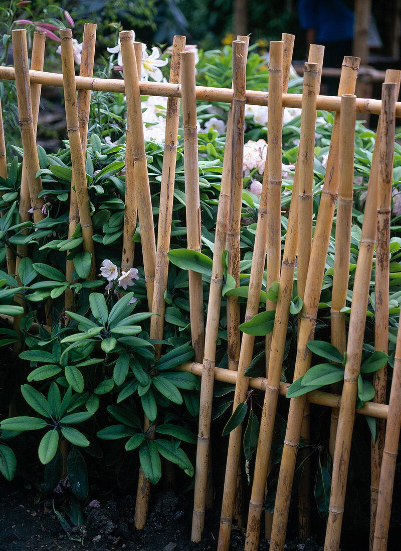 Rhododendron behind bamboo fence