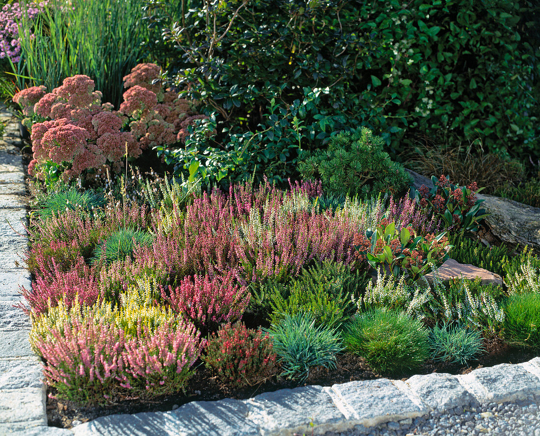 Planting heather bed