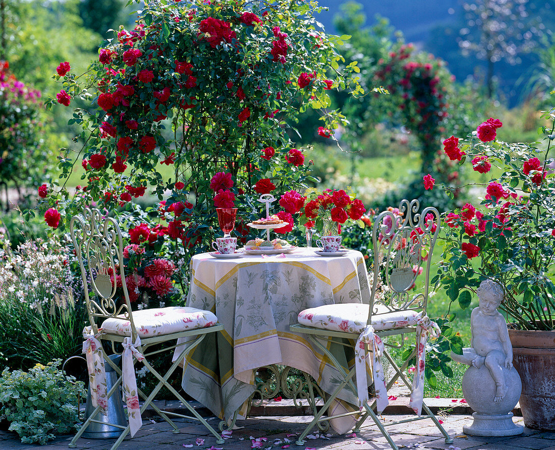 Rosa 'Flammentanz' / Kletterrosen, Dahlia / Dahlien