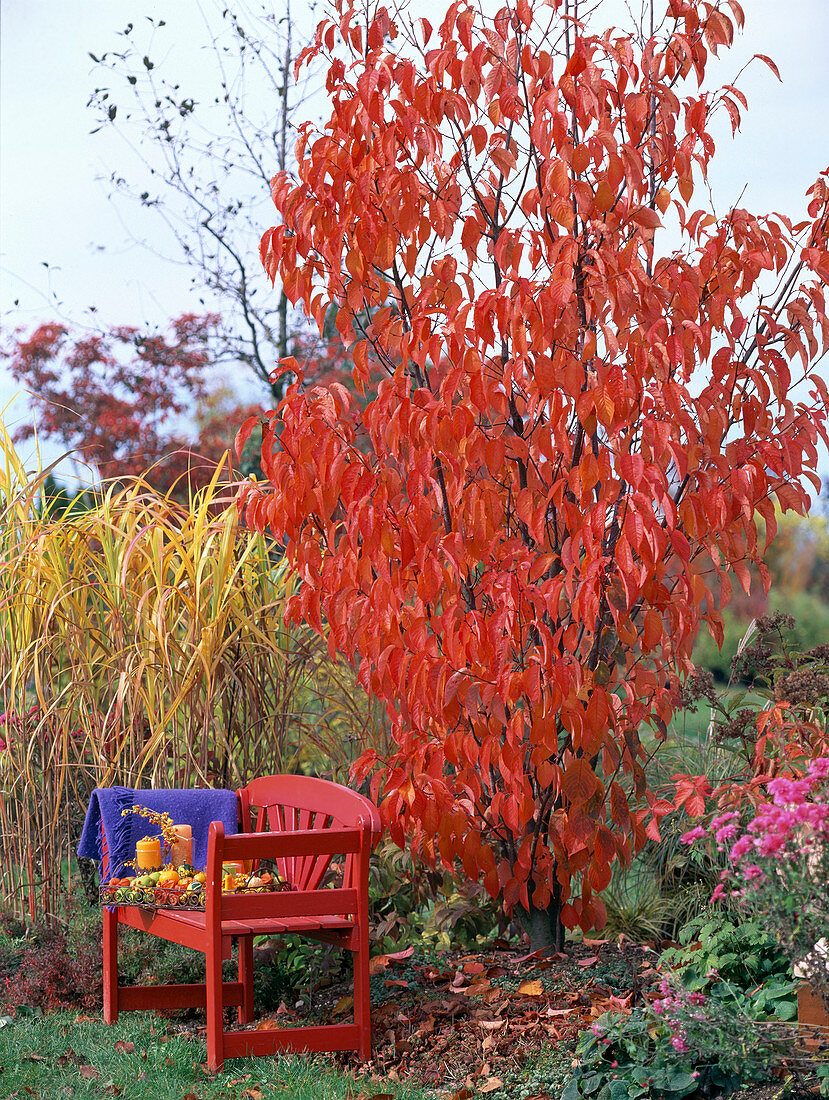 Prunus sargentii / Scharlachkirsche