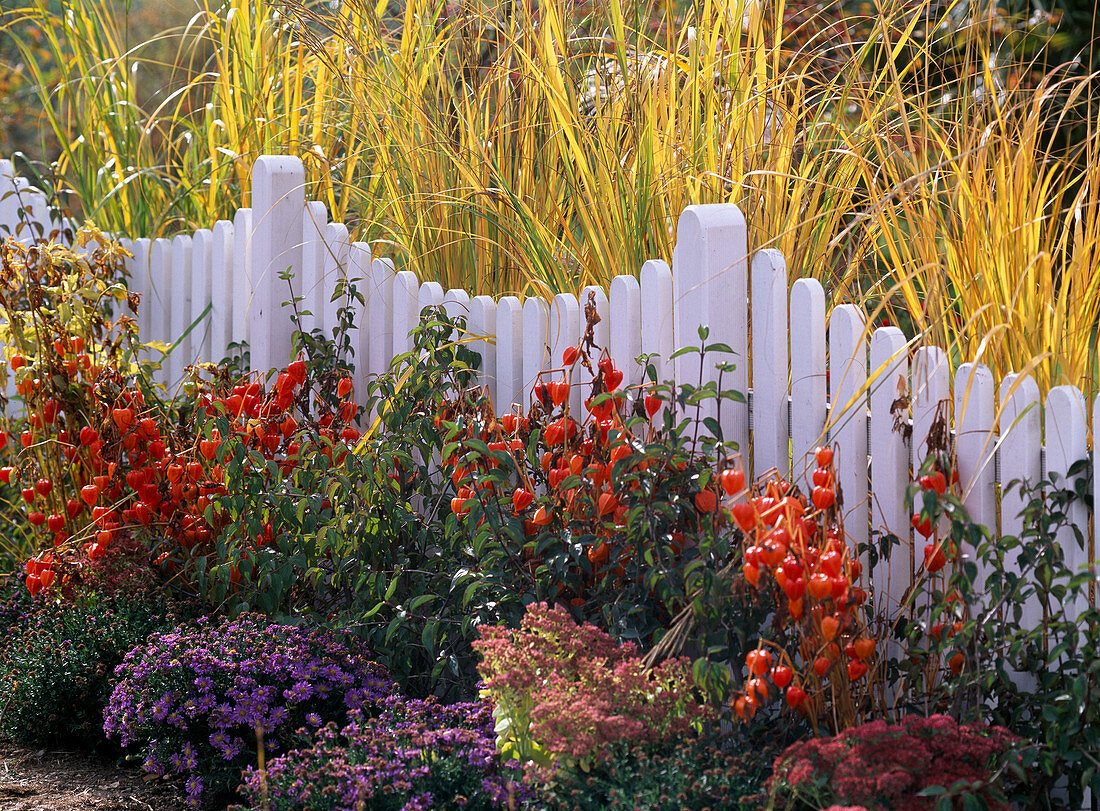 Weißer Zaun, Spartina / Goldleistengras, Physalis / Lampions, Aster 'Sapphire'