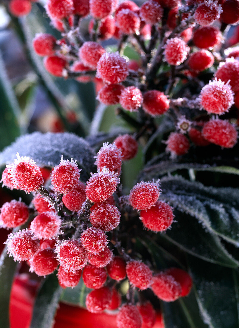 Skimmia Reeversiana (Fruit Kimmie), fruiting with hoarfrost