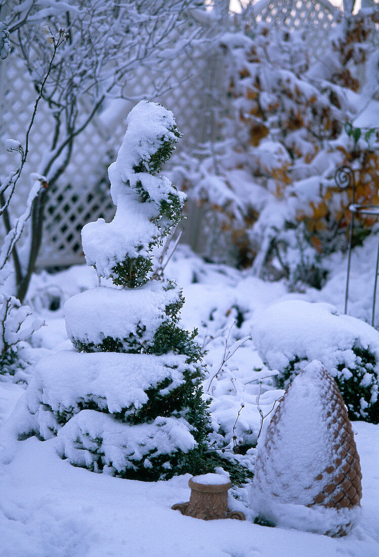 Buxus sempervirens / Buchsspirale und -kugel