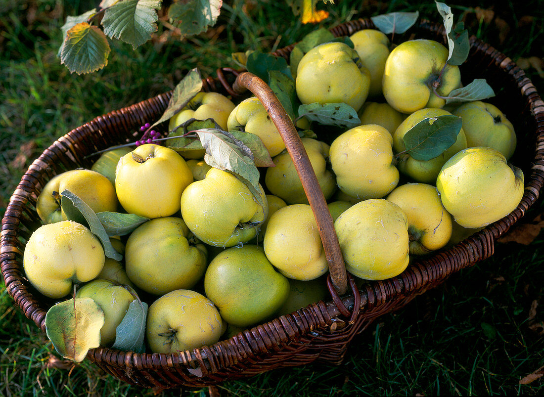 Cydonia 'Constantinople' (apple quince), freshly harvested in the basket